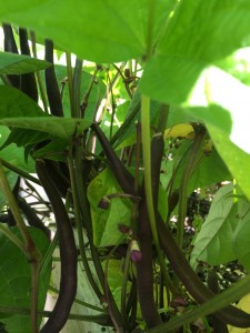 Purple beans in the Pre-K garden