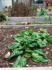 Spinach is happy in November in the garden